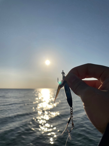 コチの釣果