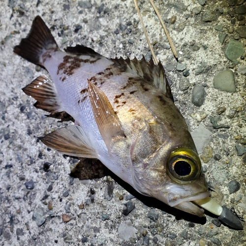 メバルの釣果