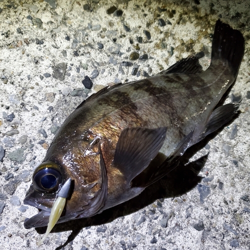 メバルの釣果