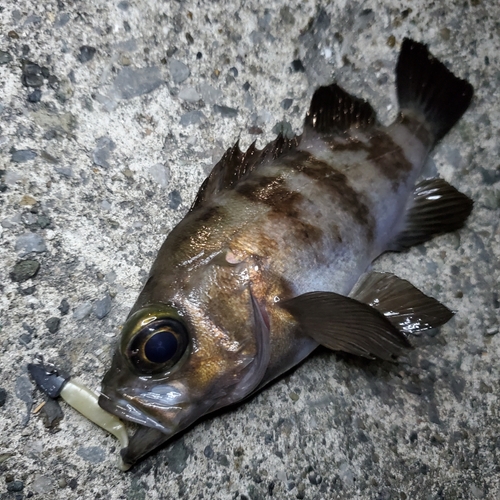 メバルの釣果