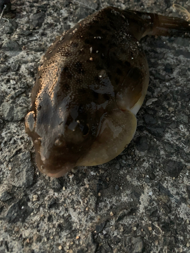 フグの釣果