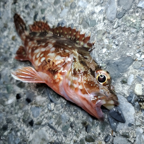 カサゴの釣果