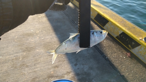 サッパの釣果