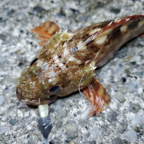 カサゴの釣果