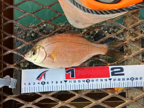 ウミタナゴの釣果