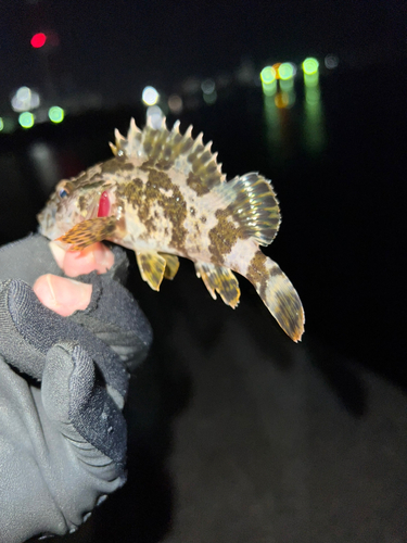 タケノコメバルの釣果