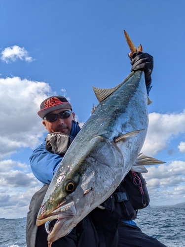 ブリの釣果