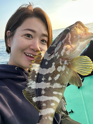 ハタの釣果