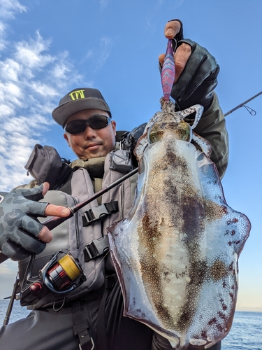 アオリイカの釣果