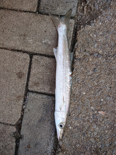 カマスの釣果