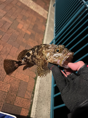 メバルの釣果