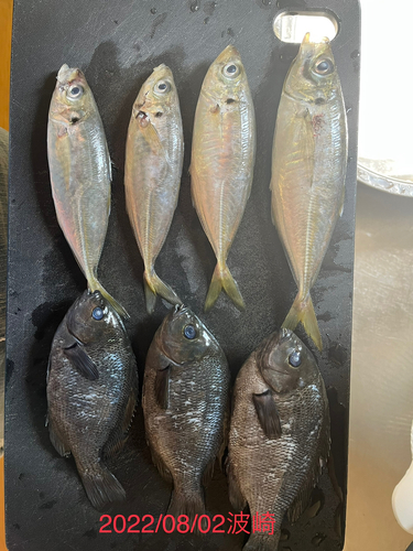 アジの釣果