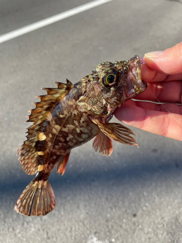 カサゴの釣果