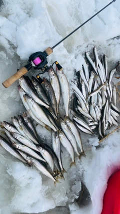 キュウリウオの釣果