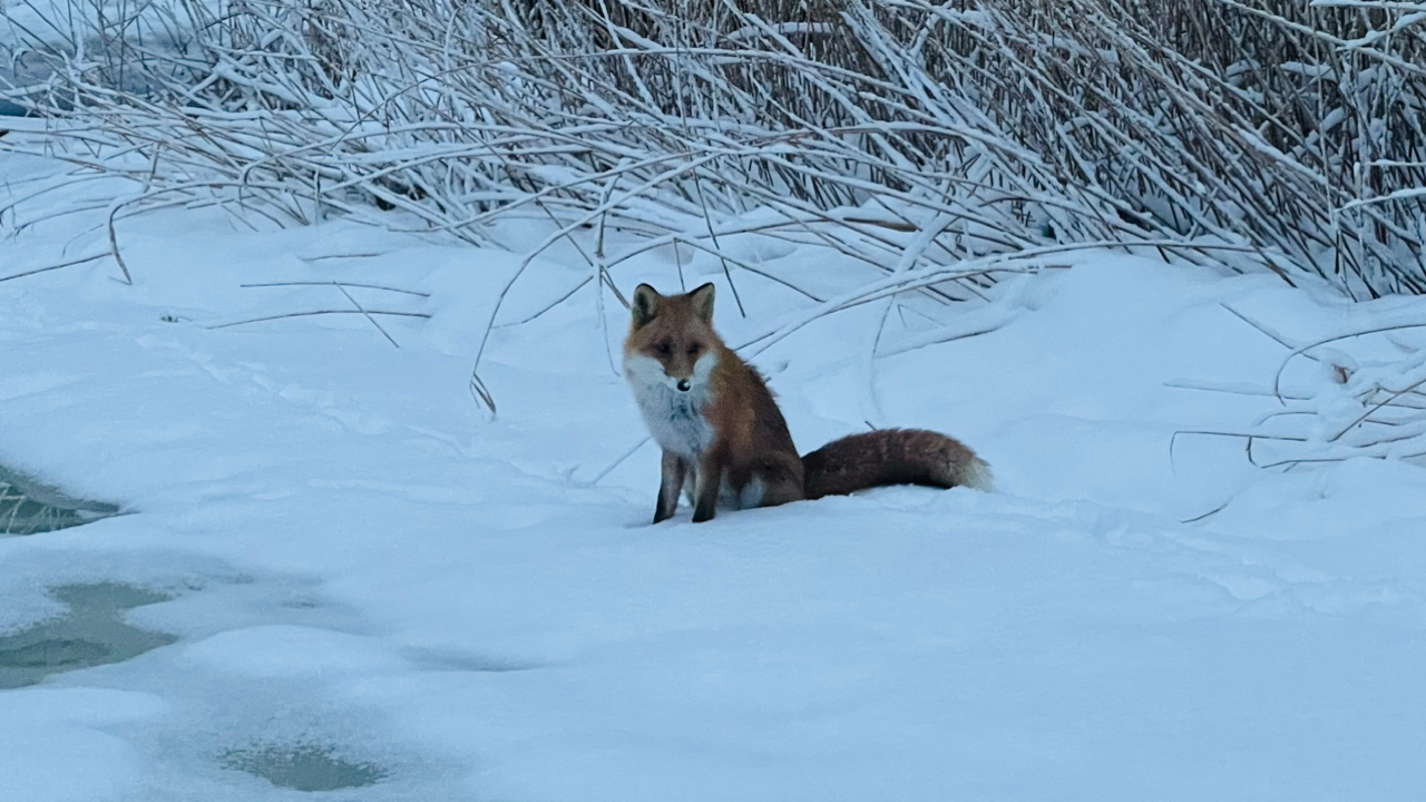 キュウリウオ