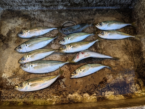 アジの釣果