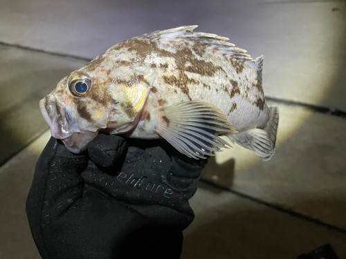 クロソイの釣果