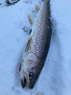 アメマスの釣果