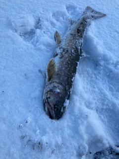 アメマスの釣果