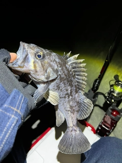 クロソイの釣果