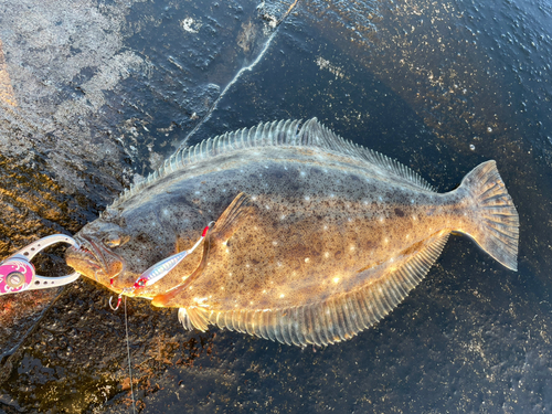 ヒラメの釣果