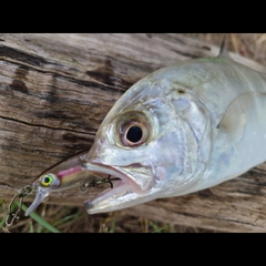 ギンガメアジの釣果