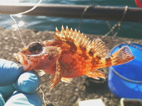 カサゴの釣果