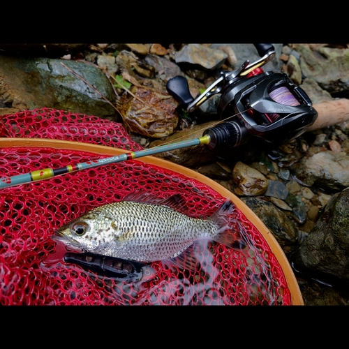 オオクチユゴイの釣果