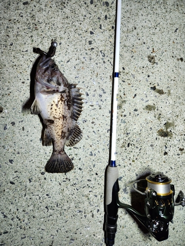 クロソイの釣果