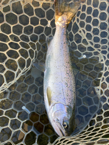 サクラマスの釣果