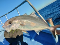 ショゴの釣果