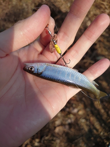 オイカワの釣果