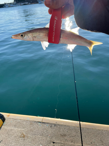 カマスの釣果