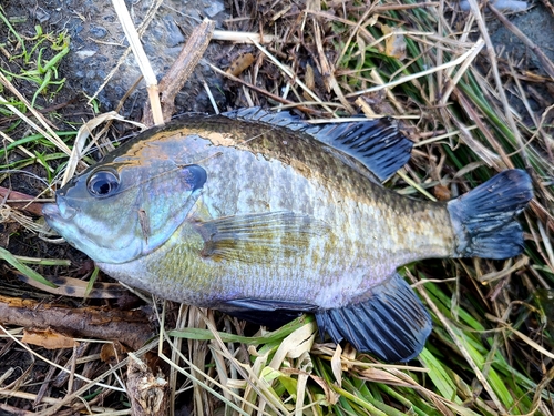 ブルーギルの釣果