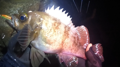 メバルの釣果