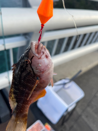 ベラの釣果