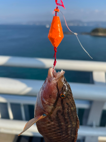 ベラの釣果