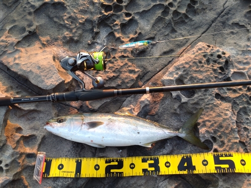 イナダの釣果