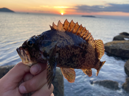 ソイの釣果