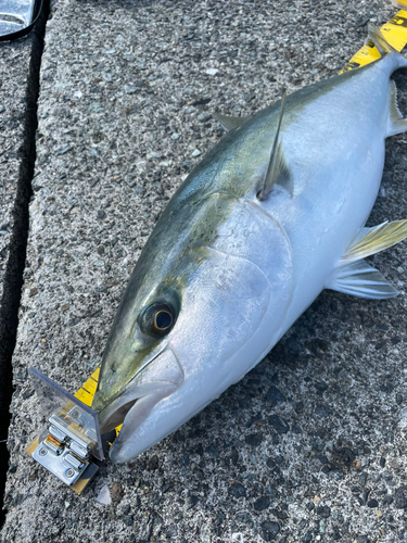 ブリの釣果