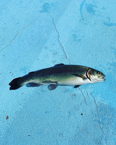 ニジマスの釣果