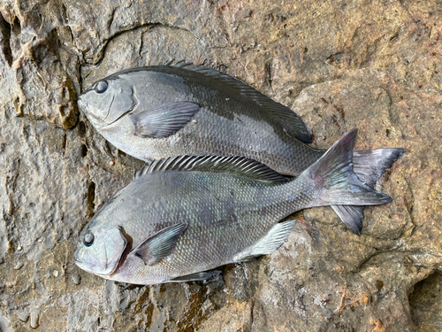 クロの釣果