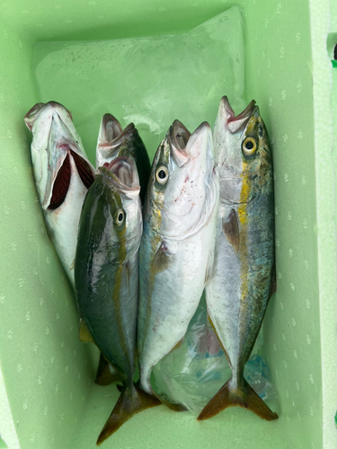 イナダの釣果