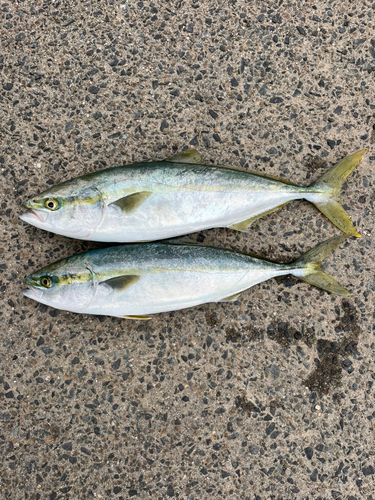 ハマチの釣果