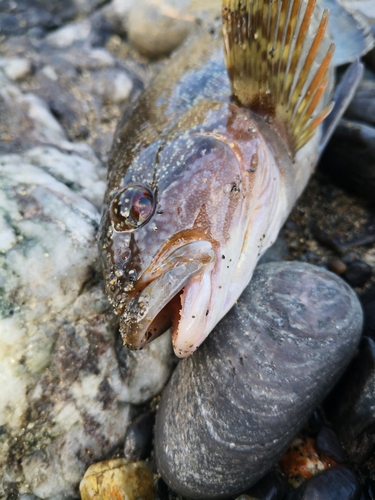 アイナメの釣果