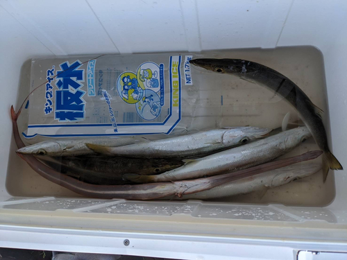 カマスの釣果