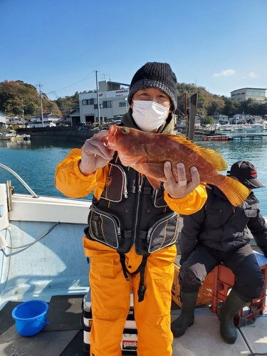 アコウの釣果