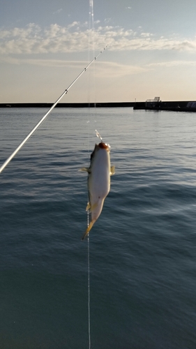 フグの釣果