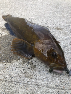 アイナメの釣果