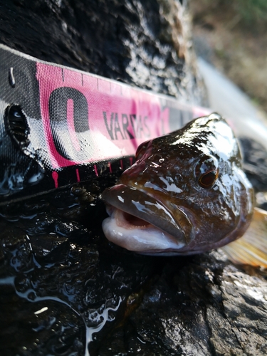 アイナメの釣果